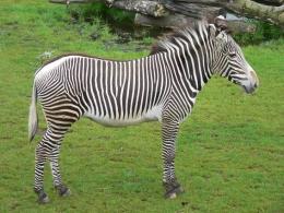 zebra Grévyho